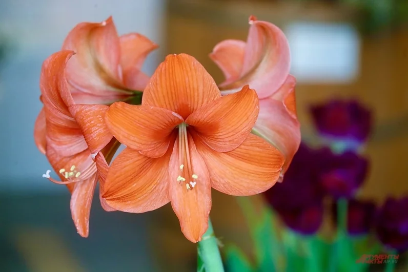 Традиционное обилие гиацинтов обеспечило луковичным разнообразие цвета. Синие, розовые и красные головки возвышаются из горшков.