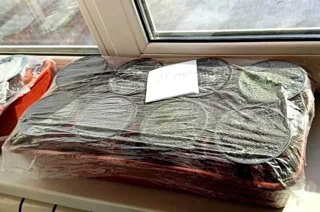 В ожидании первых зелёных петелек