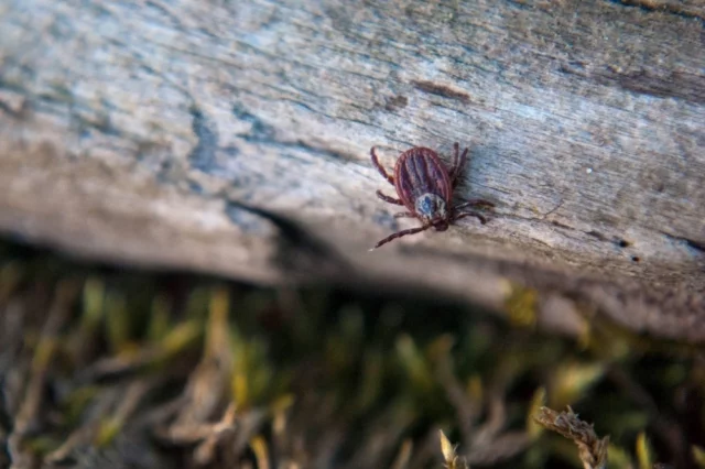 Клещи рода Hyalomma (Гиаломма) издалека чувствуют свою жертву и бегут к ней со скоростью муравья.