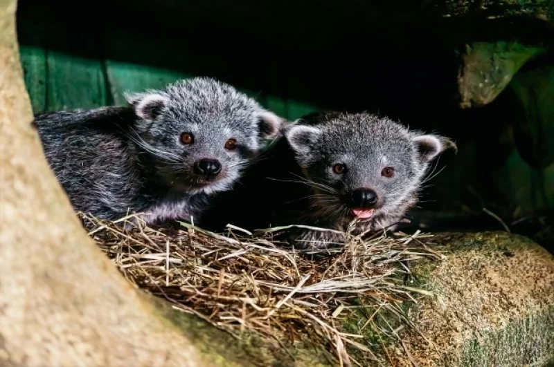 У парочки недавно родились сразу три малыша.