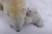 У белых медведец Кая и Герды недавно родился малыш.