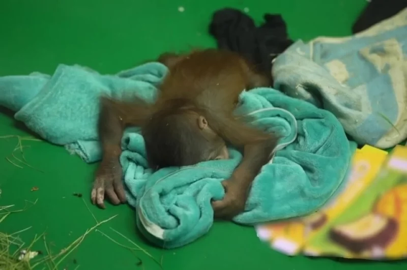 У детёнышей приматов очень длинный период взросления.