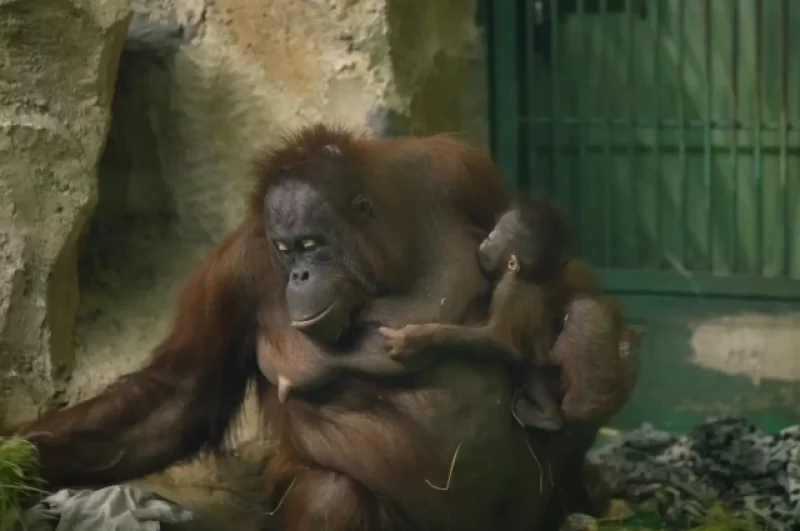 Недавно у них родилась дочь.