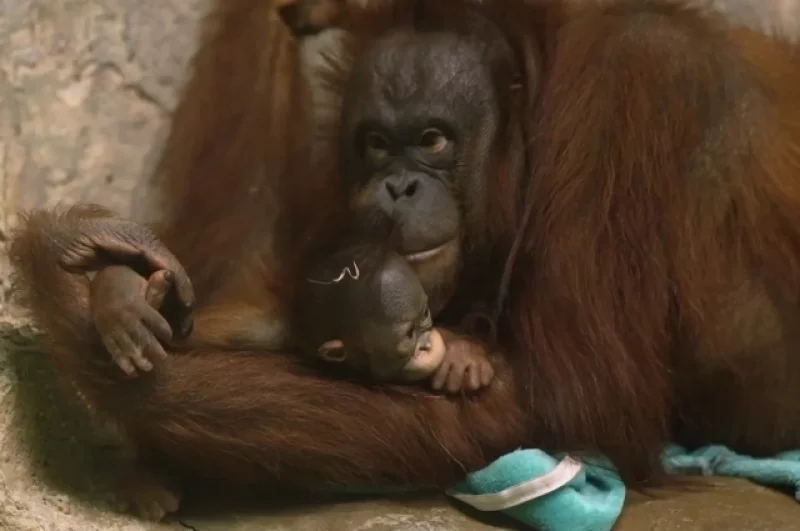 Сколько материнской любви в этом взгляде!