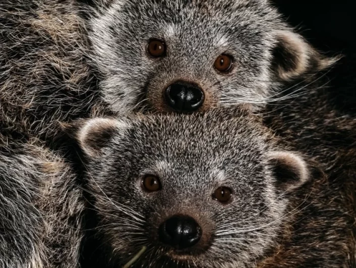 А это «кошачьи медведи» — так по-другому называют бинтуронгов.