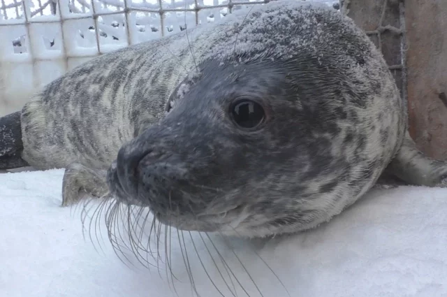 Серый тюлень Оскар.