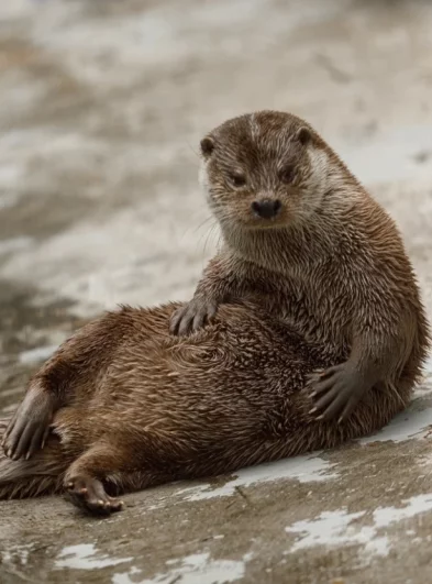 У них родилось два сыночка и три дочки