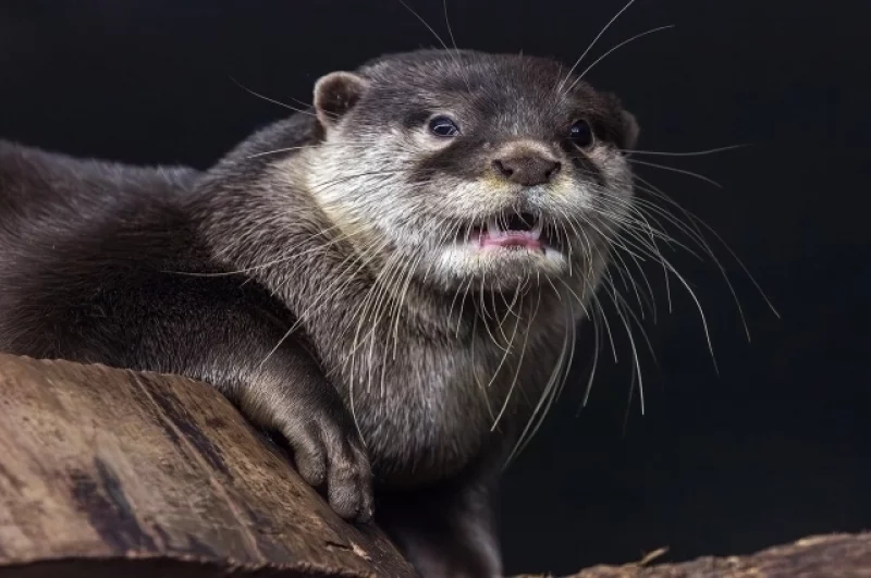 У речных выдр тоже пополнение.