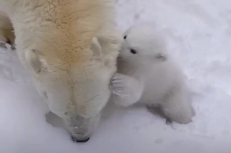 У белых медведец Кая и Герды недавно родился малыш.