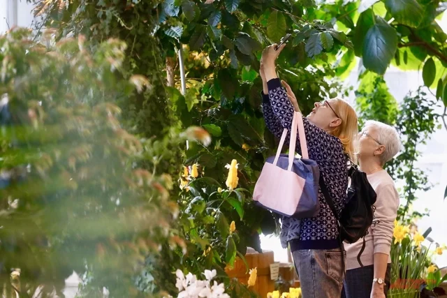 Оранжерея в Царицыно.