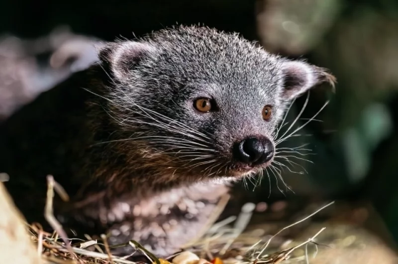 Это уже второе потомство у них.