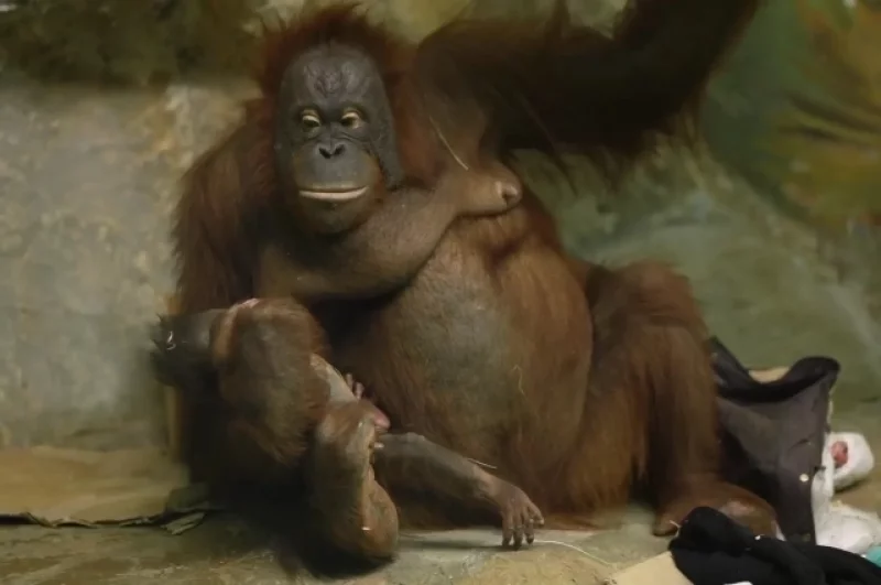 Поэтому у них так сильно развит материнский инстинкт.