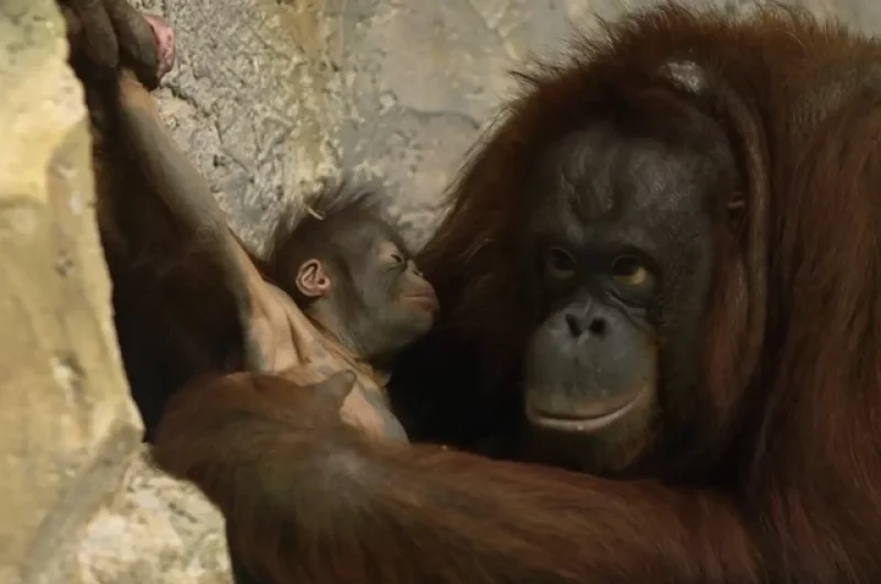 Орангутанов Бату и Мишель — не исключение.