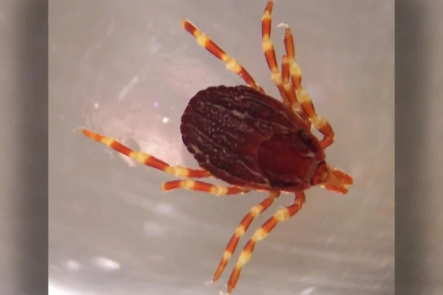 Клещ вида Hyalomma. 