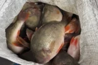 Груз везли из Казахстана в Челябинск.