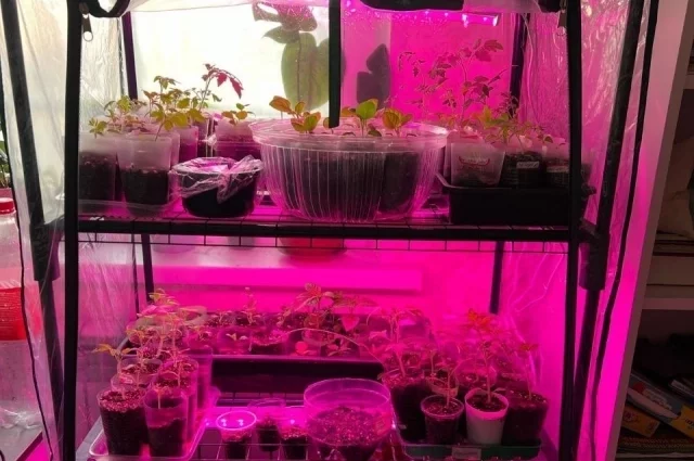 Рассаду обязательно нужно подсвечивать