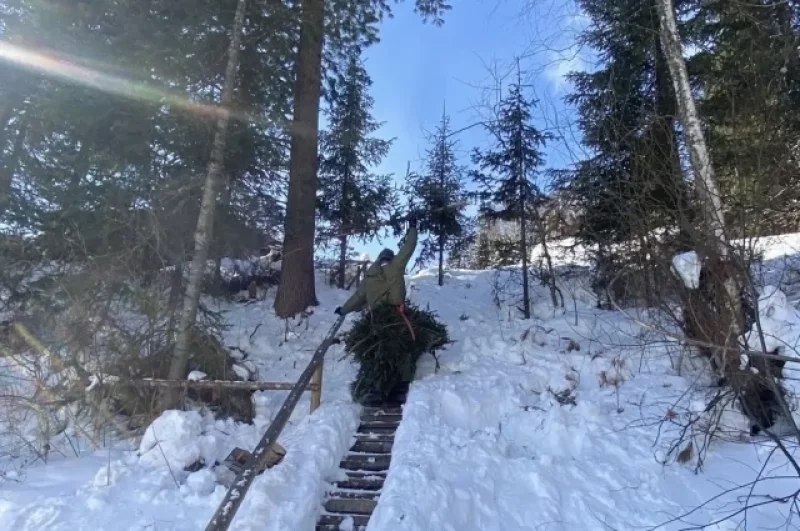 Помогали гости и по хозяйству (заготовили лапник для коз, например). Привезли гостинцы.