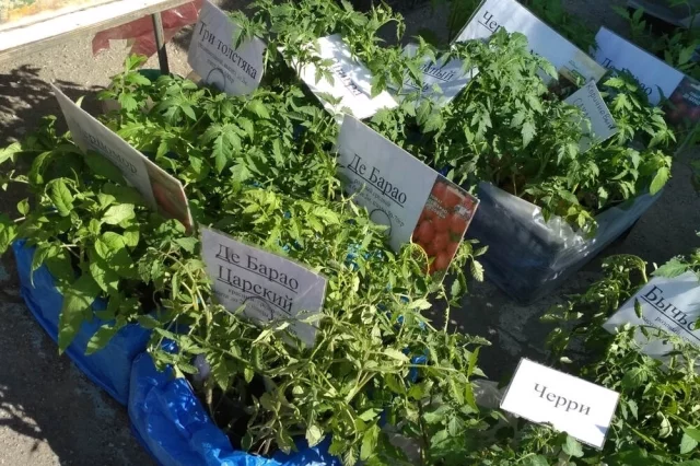 Ранней весной организм особенно нуждается в свежих витаминах, поэтому зеленные культуры становятся одним из первых источников полезных веществ.