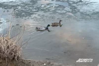 В Марй Эл открывают сезон охоты на уток и боровую дичь