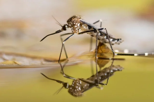 Для комаров решающую роль играет наличие водоёмов. Обильное снеготаяние увеличивает площадь временного затопления. Если весна при этом тёплая, сезон активности кровососов стартует раньше, а влажный июнь может спровоцировать резкий всплеск их численности.