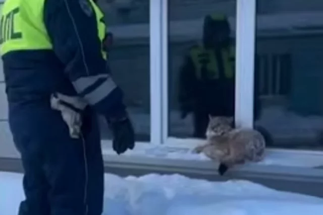 Рысь в Югорске.