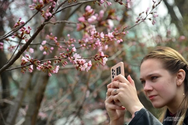 Каждый год в столице выстраиваются километровые очереди из желающих полюбоваться цветущей сакурой. 