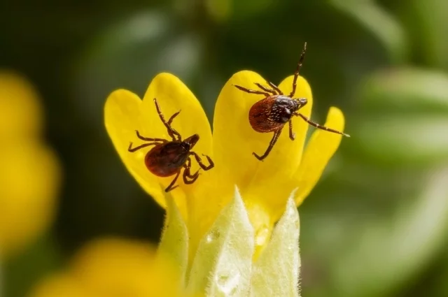 Опасны даже неинфицированные клещи