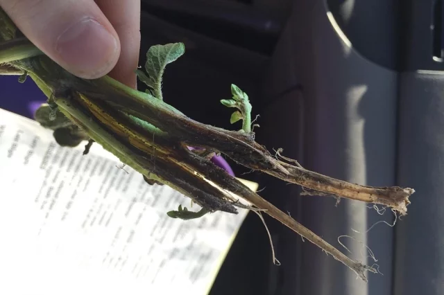 Заболевание возникает не случайно. Как правило, оно развивается из-за сочетания нескольких неблагоприятных факторов.