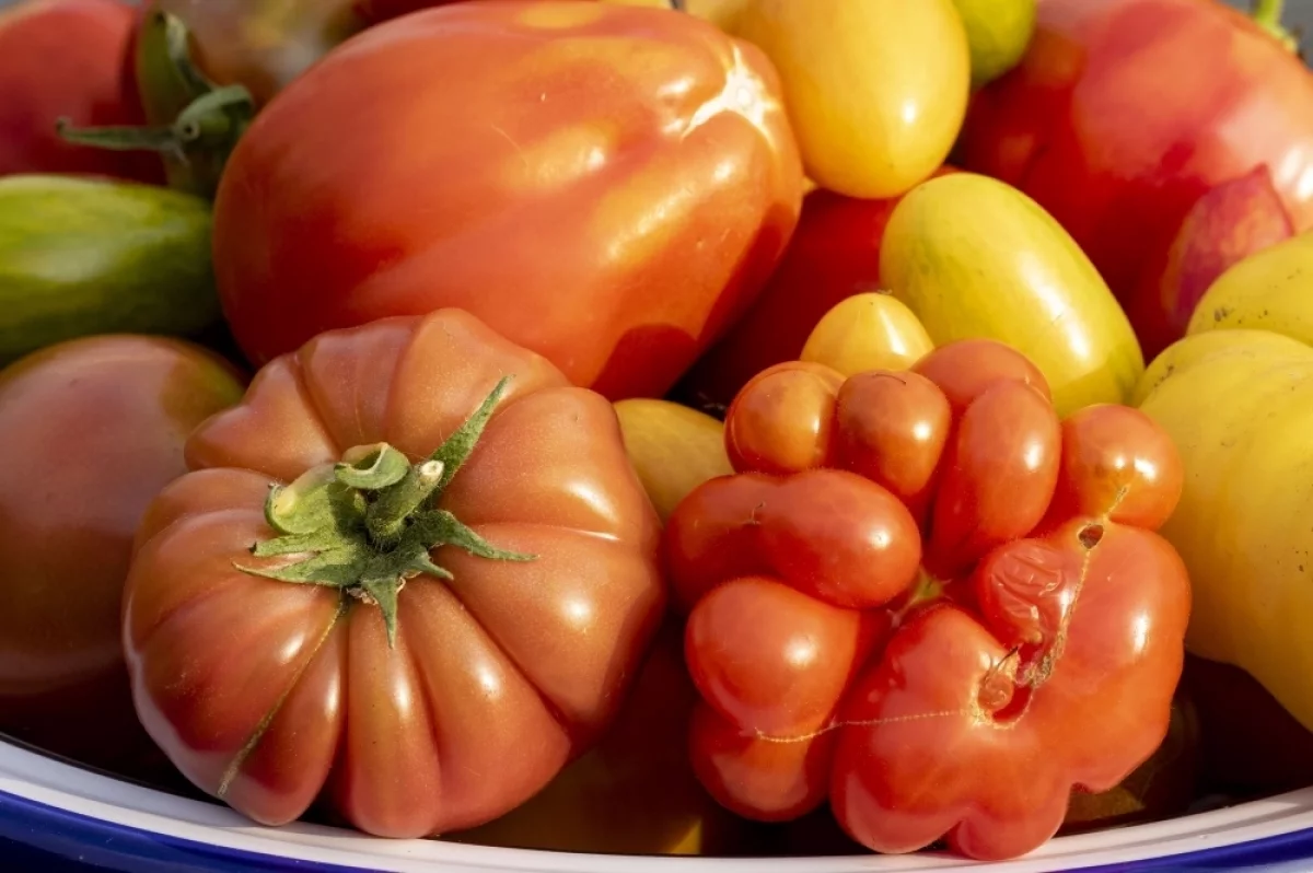 Агроном Терентьев рассказал, зачем выращивать розовые томаты