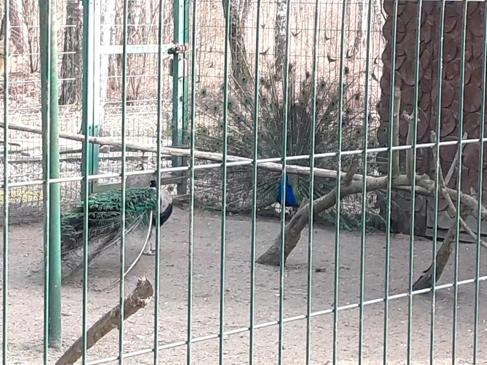 Павлинов в белгородском зоопарке обитает целое семейство.