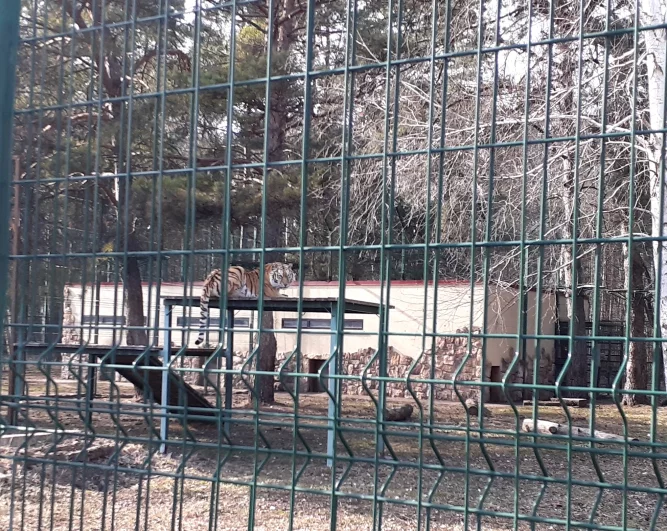 Тигр Руф обитает по соседству с тигрицей Забавой.