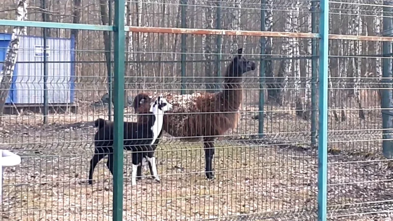 «Этот зверь зовется лама, лама-дочь и лама-мама». 