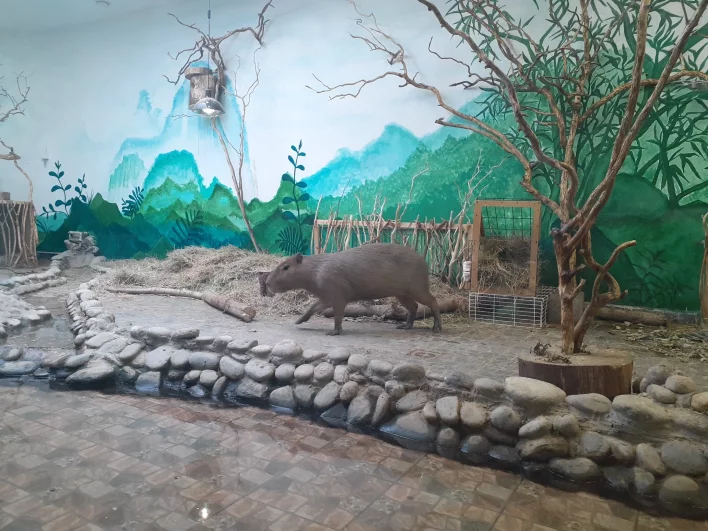 Любимец белгородцева -«капибарин» Савелий. 