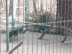 Павлинов в белгородском зоопарке обитает целое семейство.