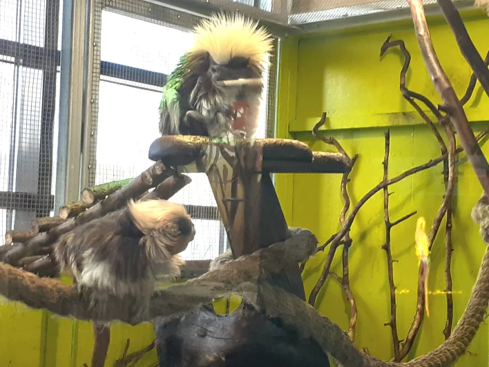 Эдиповы тамарины Сид и Гретхен - чудесные обезьянки из семейства игрунковых, своими причёсками похожие на рок-звёзд, стали родителями.