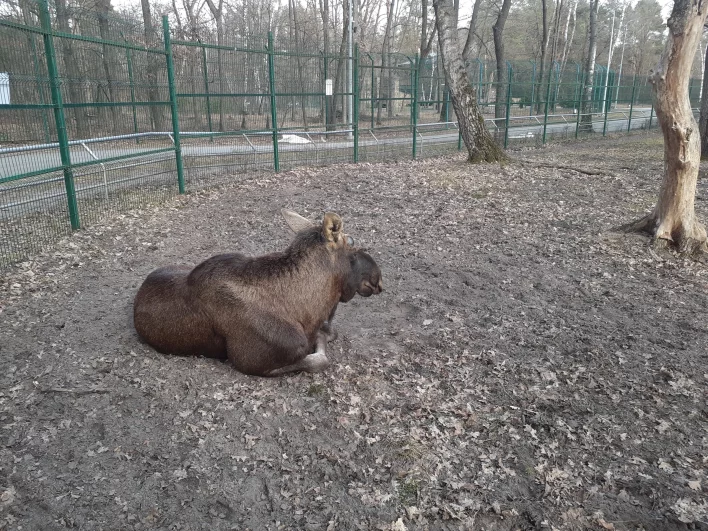 Лось Родион - тоже звезда соцсетей. Недавно он лишился своих роскошных рогов.