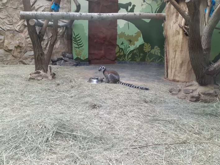 Семейство лимуров обитает в Экзотариуме.