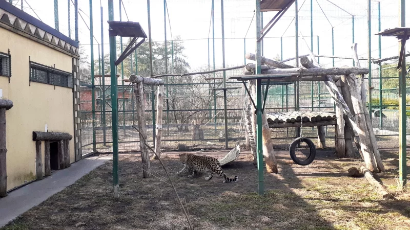 Рядом с Багирой живёт взрослая леопардиха Сорната.