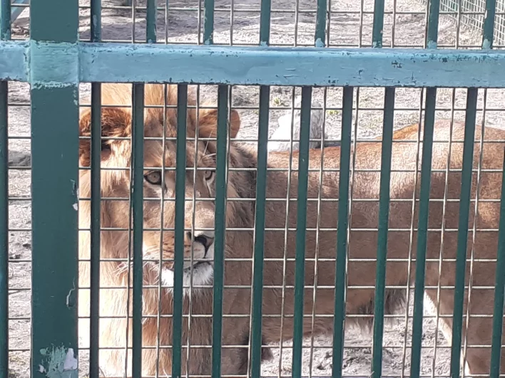 Стан и Адамс родились в белгородском зоопарке 26 ноября 2023 года.