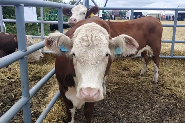 Один занос инфекции может ударить не только по отдельной ферме, но и по всей отрасли: остановить поставки, сорвать продажи, обнулить репутацию хозяйства. 