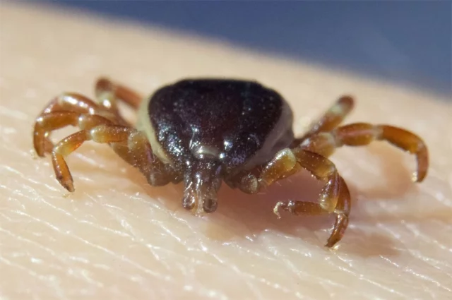 Африканский клещ, клещ-гигант, клещ-мутант — всеми этими эпитетами в народе окрестили один и тот же вид: клеща рода Хиаломма (Hyalomma).