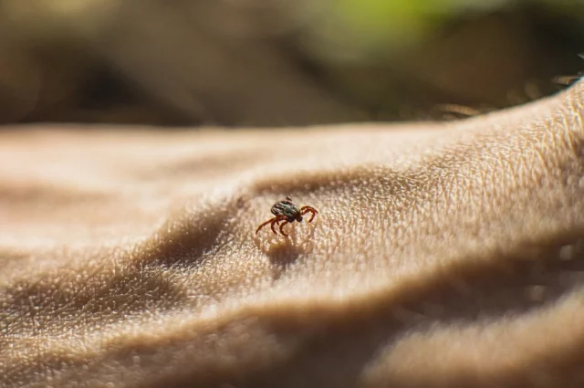 Клещи начинают проявлять активность, когда температура почвы прогревается до +3...+5°C.