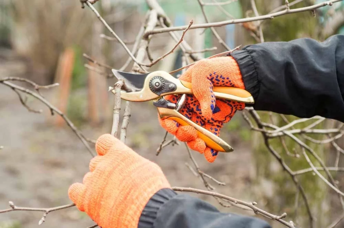 Садовод Светлая рассказала, погибнут ли деревья от апрельских заморозков