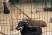 Затопило приют с собаками.