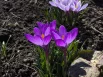 Крокус.