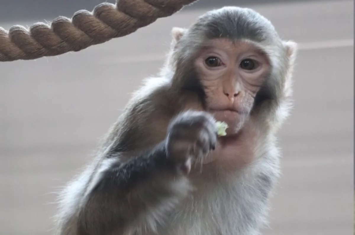 Японской макаке из Карельского зоопарка исполнилось пять лет