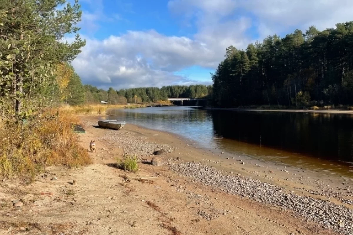 Жители Видлицы вступились за пляж, вековые сосны и доступ к реке