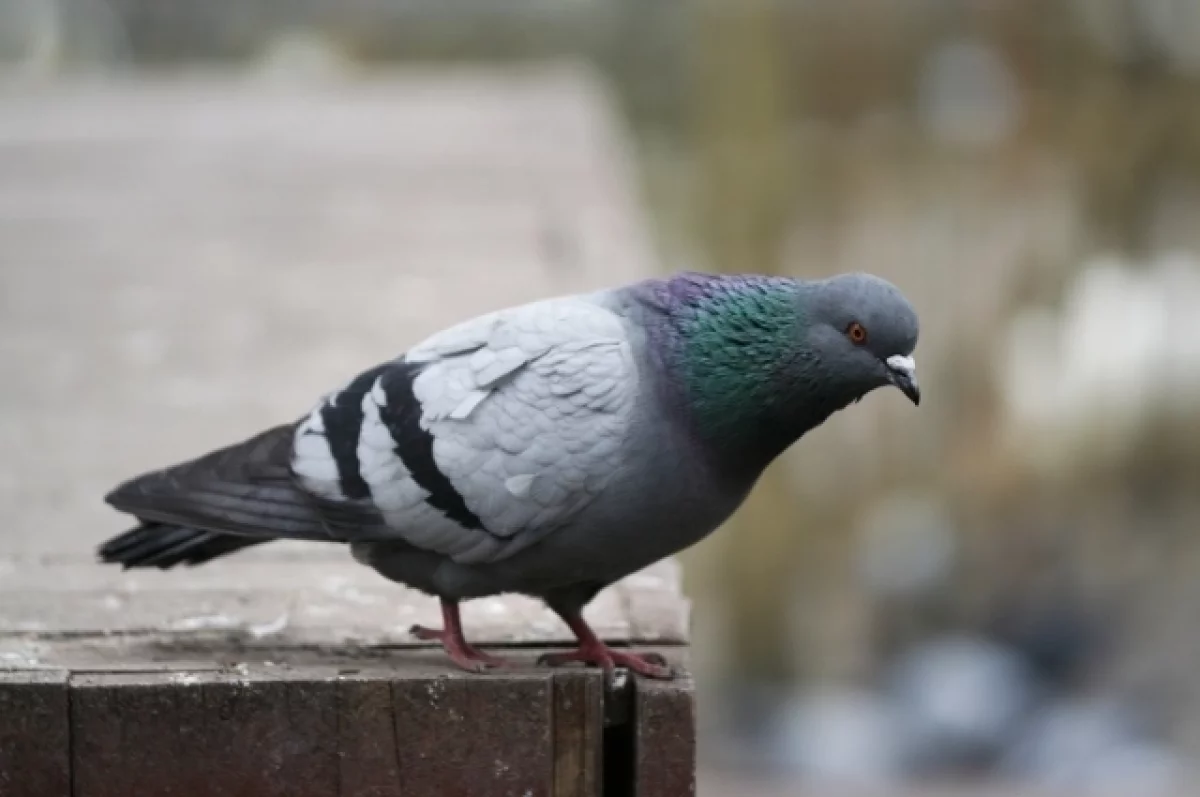 Орнитолог Кибальченко рассказала, почему опасно кормить голубей