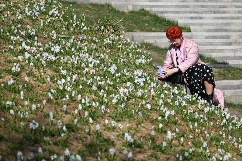 Белоснежные подснежники первыми пробиваются к солнцу сквозь прошлогоднюю листву на аллеях Парка Победы.