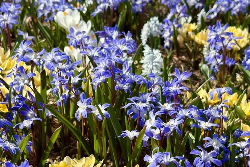 Посевные крокусы создают настоящий живой ковер, притягивающий взгляды горожан и туристов.